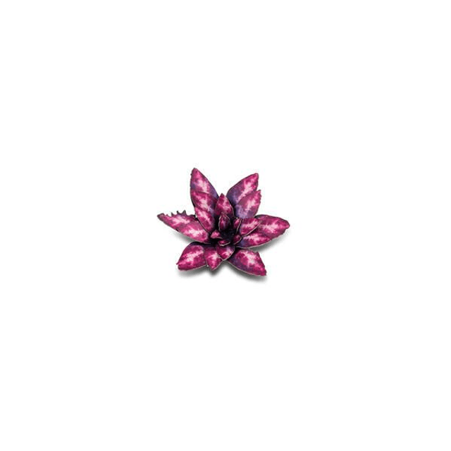 Laser Plants - Alien Rosette