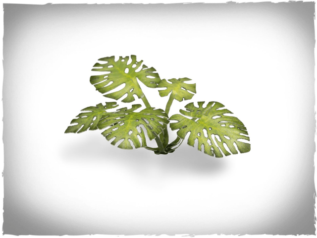 Laser Plants - Monstera