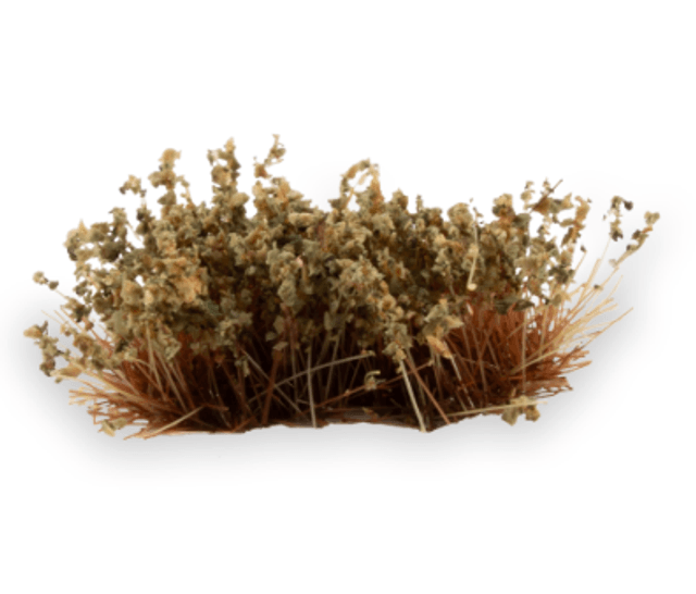 Gamers Grass - Shrubs