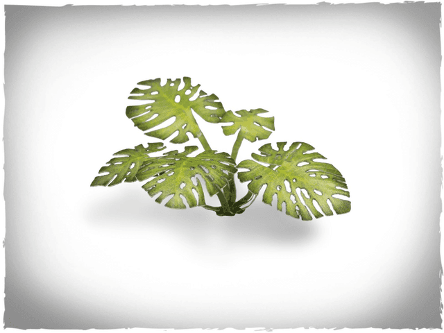 Laser Plants - Monstera